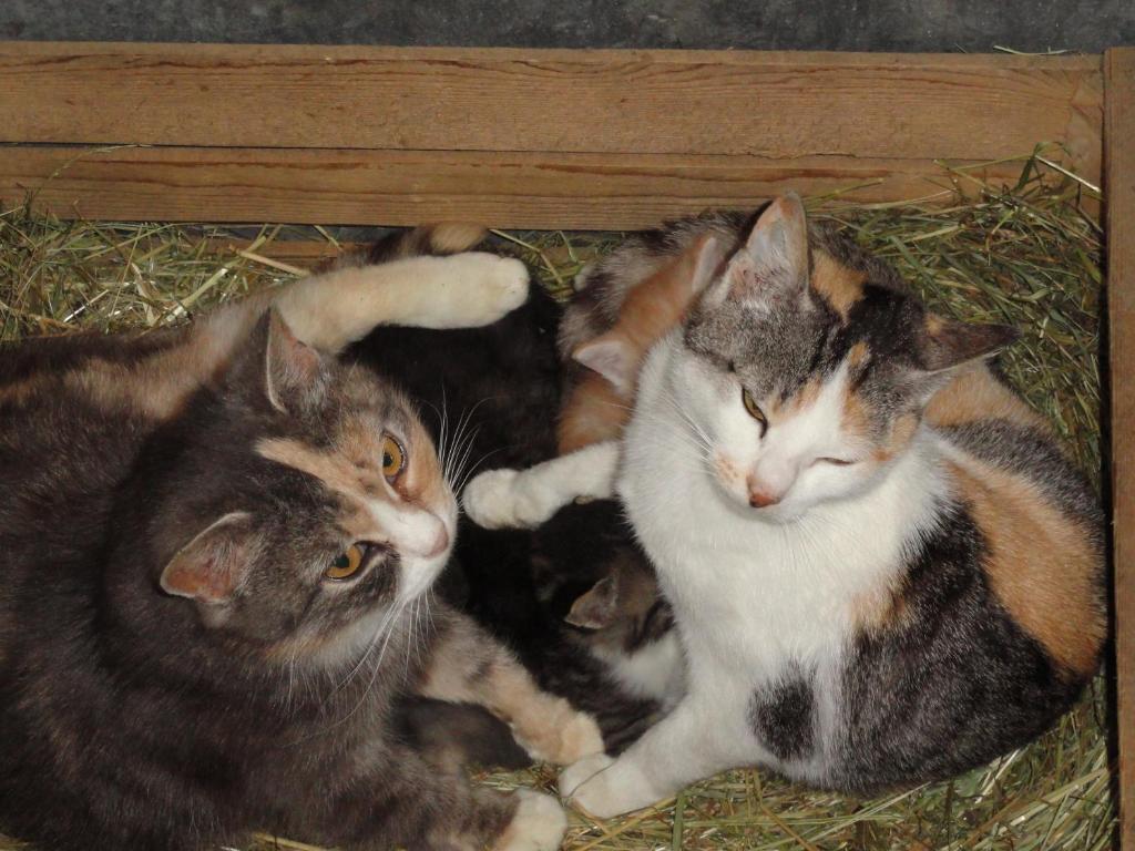 Baby- und Kinderhof Aicherbauer Seeham Exterior foto